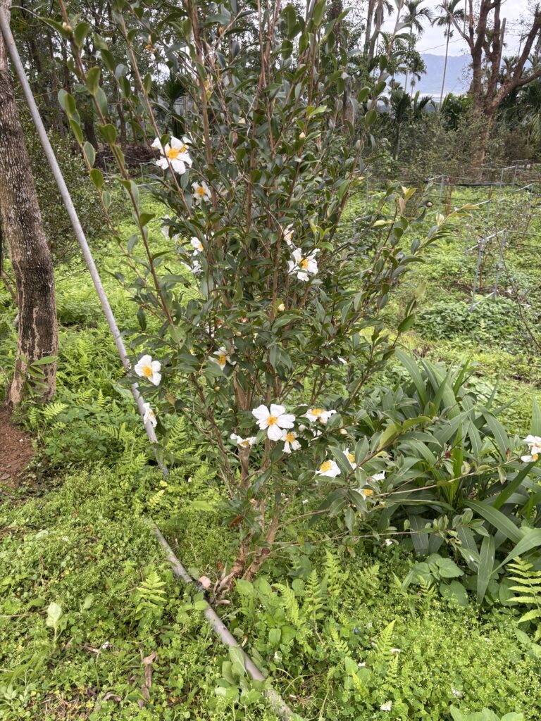 大果油茶